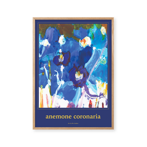 Peléton Anemone Coronaria 50x70 Plakat