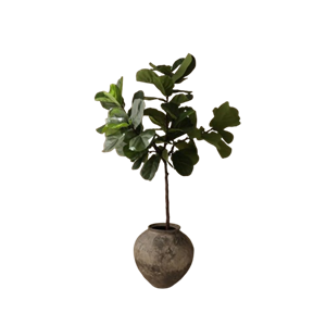 Botané Fiddle Leaf Fig Stems Grøn