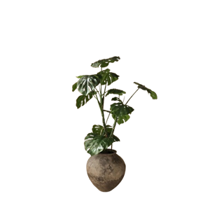 Botané Monstera Plante Grøn