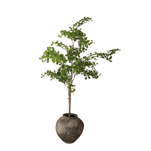 Botané Tropical Almond Træ Grøn